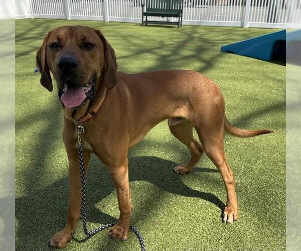 Medium Photo #1 Bloodhound-Unknown Mix Puppy For Sale in Boston, MA, USA