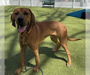 Bloodhound-Unknown Mix Dogs for adoption in Boston, MA, USA