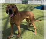 Small Bloodhound Mix