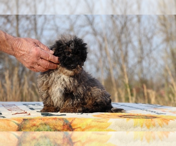 Medium Photo #26 ShihPoo Puppy For Sale in DYERSBURG, TN, USA