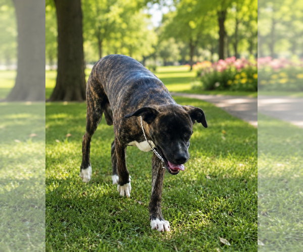 Medium Photo #3 Boxer-Mastiff Mix Puppy For Sale in Chandler, AZ, USA