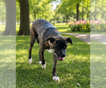 Small Photo #3 Boxer-Mastiff Mix Puppy For Sale in Chandler, AZ, USA