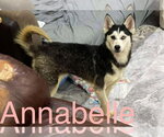 Small Gerberian Shepsky