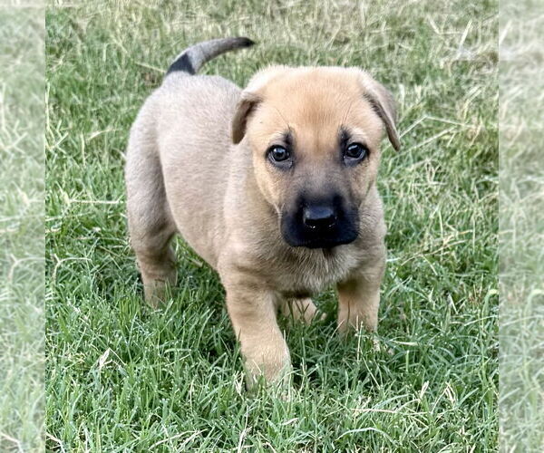 Medium Photo #2 Black Mouth Cur-Unknown Mix Puppy For Sale in Denton, TX, USA