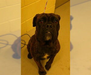 Bulldog Mix Dog for Adoption in Sanford, Florida USA