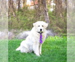 Small #5 Great Pyrenees