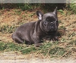 Small Photo #5 French Bulldog Puppy For Sale in KENNESAW, GA, USA
