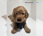 Small Golden Retriever