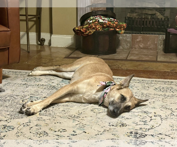 Medium Photo #3 German Shepherd Dog Puppy For Sale in Hoffman Estates, IL, USA