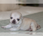 Puppy Otis Pug