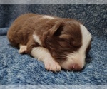 Small #14 Border Collie