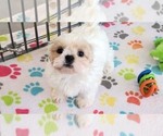 Small #8 Shih Tzu