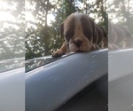 Small Photo #1 English Bulldog Puppy For Sale in MCMINNVILLE, TN, USA