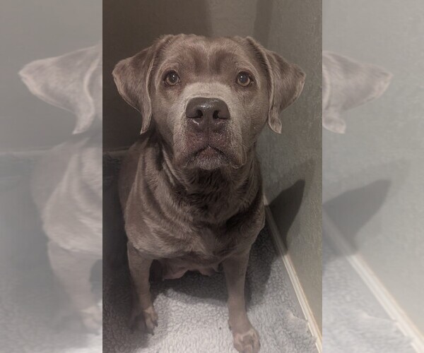 Medium Photo #1 Labrador Retriever Puppy For Sale in FORT COLLINS, CO, USA