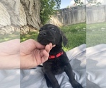 Small Photo #8 Labrador Retriever Puppy For Sale in IDAHO FALLS, ID, USA
