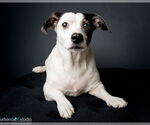 Small #2 Basset Hound Mix