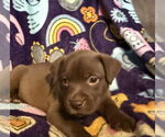 Small #2 Labrador Retriever Mix