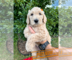 Puppy Puppy 4 Goldendoodle