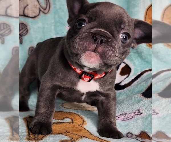 Medium Photo #2 French Bulldog Puppy For Sale in SALEM, OR, USA