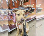 Small #6 Doberman Pinscher Mix