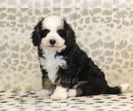 Small Miniature Bernedoodle