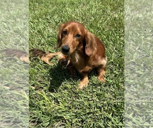 Father of the Dachshund puppies born on 11/05/2025