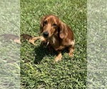 Small Photo #1 Dachshund Puppy For Sale in THOMASVILLE, GA, USA