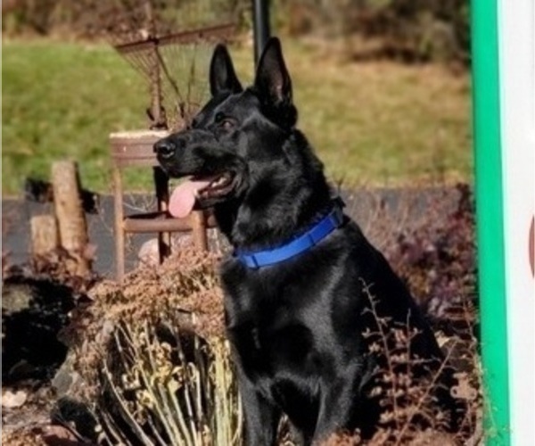Medium Photo #1 German Shepherd Dog Puppy For Sale in RICE LAKE, WI, USA