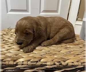 Goldendoodle Puppy for sale in AMERICUS, GA, USA