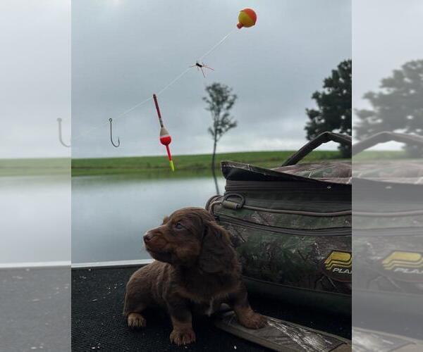 Medium Photo #15 Dachshund Puppy For Sale in LOOGOOTEE, IN, USA