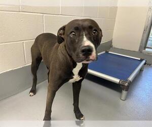 American Pit Bull Terrier-Unknown Mix Dogs for adoption in Ocala, FL, USA