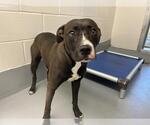 Small American Pit Bull Terrier Mix