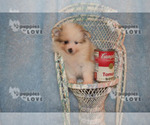 Small Photo #6 Pomeranian Puppy For Sale in SANGER, TX, USA