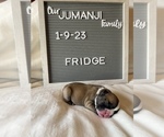 Small Photo #4 Faux Frenchbo Bulldog Puppy For Sale in TIFFIN, IA, USA