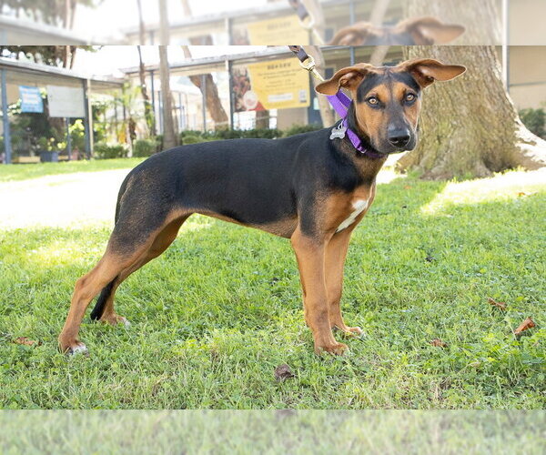 Medium Photo #1 Doberman Pinscher-German Pinscher Mix Puppy For Sale in Marina del Rey, CA, USA
