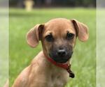 Small Dachshund Mix