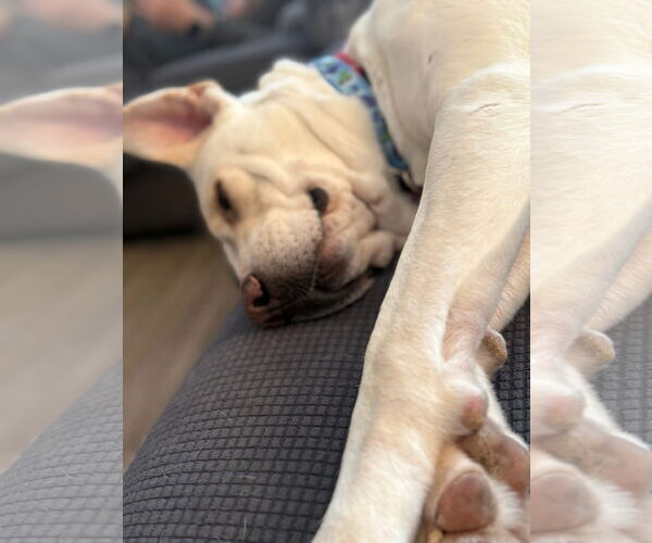 Medium Photo #3 Labrador Retriever-Unknown Mix Puppy For Sale in New London, WI, USA