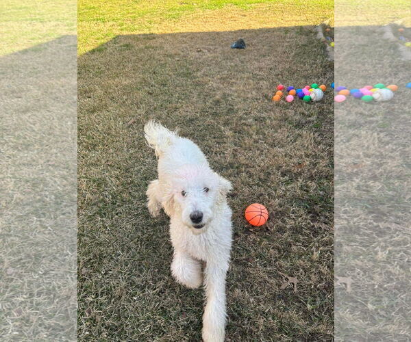 Medium Photo #3 Poodle (Standard) Puppy For Sale in Dallas, TX, USA