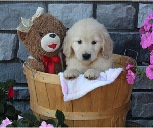 Golden Retriever Puppy for sale in FREDERICKSBURG, OH, USA