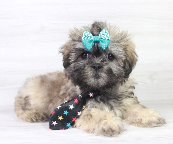 Medium Photo #11 Shih Tzu Puppy For Sale in LAS VEGAS, NV, USA