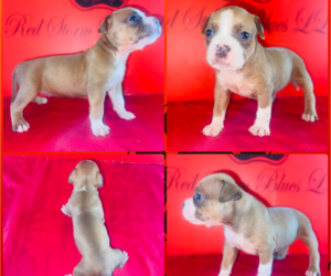 Medium American Bully
