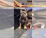 Small Photo #1 French Bulldog Puppy For Sale in CHESAPEAKE, VA, USA