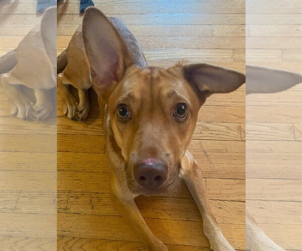 Medium Photo #20 Labrador Retriever-Unknown Mix Puppy For Sale in Woodbury, NY, USA