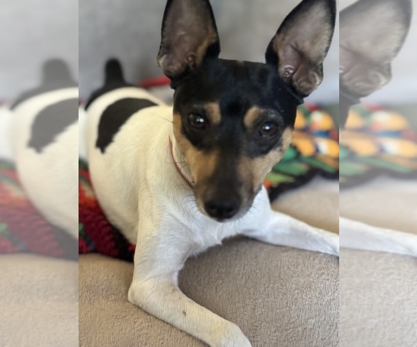 Medium Photo #1 Fox Terrier (Smooth)-Rat Terrier Mix Puppy For Sale in PLACERVILLE, CA, USA