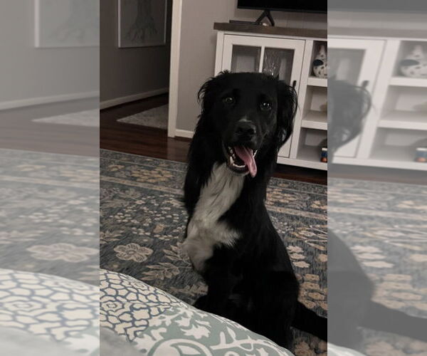 Medium Photo #7 Mutt Puppy For Sale in Brewster, NY, USA
