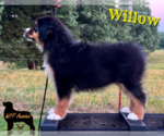 Puppy Willow Australian Shepherd