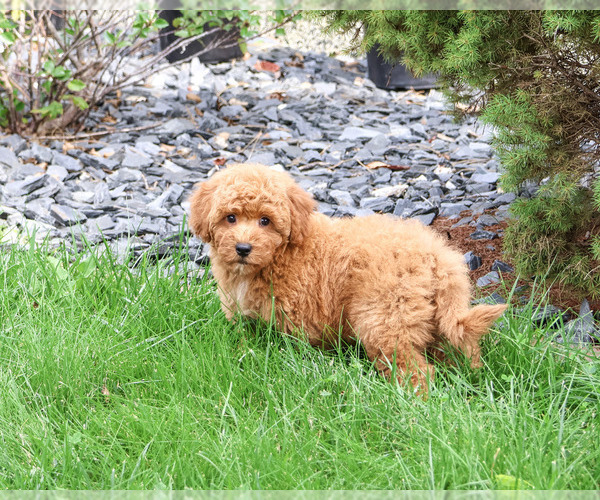 Medium Photo #4 Goldendoodle mix (+ Poodle Standard) Puppy For Sale in SYRACUSE, IN, USA