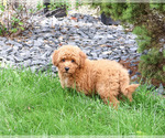 Denny - Male Goldendoodle mix (+ Poodle Standard) Puppy for Sale - Photo #4