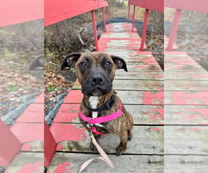 Cassie - Female American Staffordshire Terrier Dog for Adoption - Photo #8
