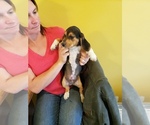 Small Photo #9 Beagle Puppy For Sale in CENTRALIA, WA, USA